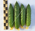 Огурец Тачанка F1 10шт. цветной пакет Манул