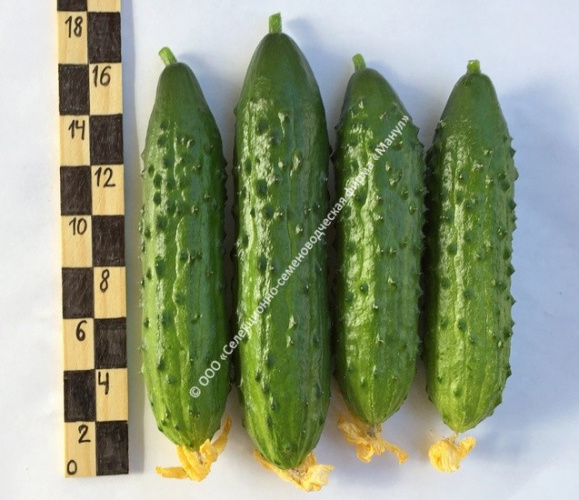 Огурец Тачанка F1 10шт. цветной пакет Манул