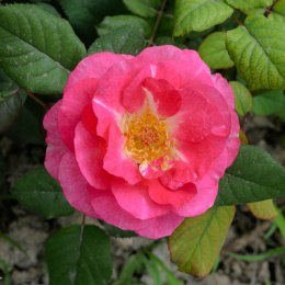 Роза флорибунда Роуз Эксплоужен, розовый, h-100-120см, d-5-7см Волжский Сад ВС001-738