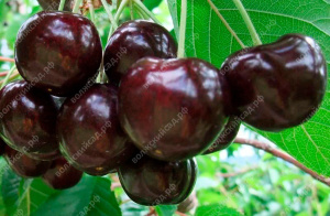 Вишня Шоколадница Волжский Сад