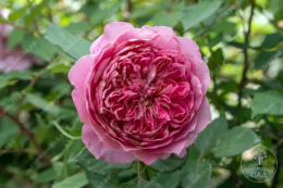 Роза шраб Робе а ля Франсез, розовый, сиреневый, h-150-250см, d-7-9см Волжский Сад ВС001-682