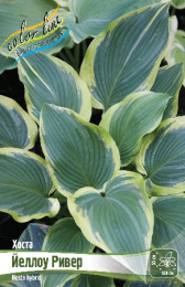 Хоста Йеллоу Ривер 2шт. Colorline