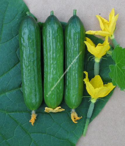 Огурец Бухара F1 10шт. цветной пакет Манул