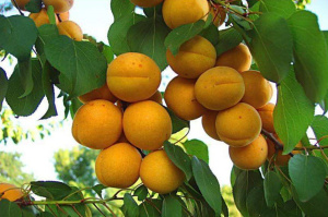 Абрикос Жигулевский Сувенир Волжский Сад