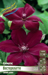 Клематис Вестерплатте 2шт. Colorline