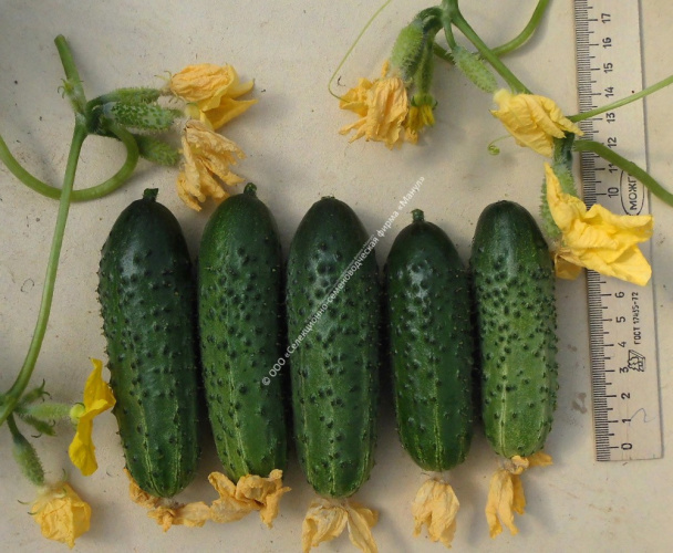 Огурец Поликарп F1 10шт. цветной пакет Манул