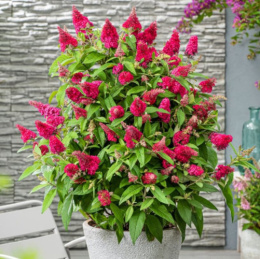 Буддлея Давида Баттерфляй Кенди Литтл Руби, P9, без упаковки в контейнере Colorline