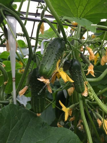 Огурец Матрешка F1 10шт. цветной пакет Манул