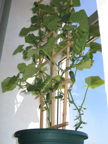 Огурец Балконный F1 10шт. цветной пакет Манул