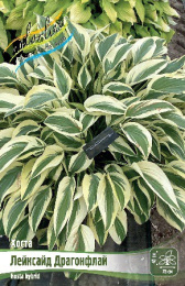 Хоста Лейксайд Драгонфлай 1шт. Colorline