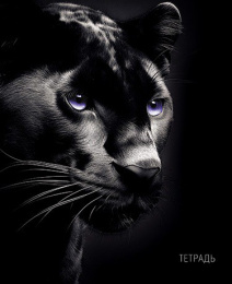 Тетрадь  48 листов Черная пантера С0231-04