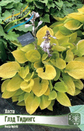Хоста Глэд Тидингс 1шт. Colorline