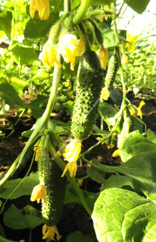 Огурец Поликарп F1 10шт. цветной пакет Манул