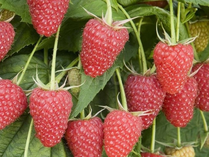 Малина Каскад Деляйт (редкая) Волжский Сад