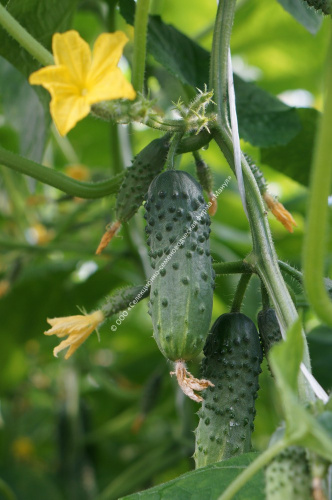 Огурец Капитан F1 10шт. цветной пакет Манул