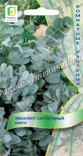 Эвкалипт Бинго серебряный 5шт. цветной пакет Поиск