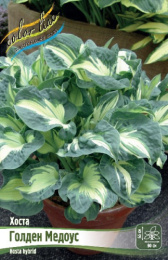 Хоста Голден Медоус 1шт. Colorline