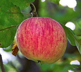 Яблоня Штрейфлинг Волжский Сад