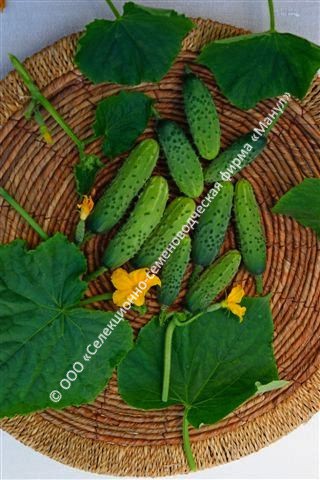 Огурец Фермер F1 10шт. цветной пакет Манул