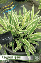 Хоста Сендхилл Крейн 1шт. Colorline
