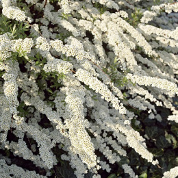 Спирея пепельная Грефшейм, Р9, в цветной коробке Colorline