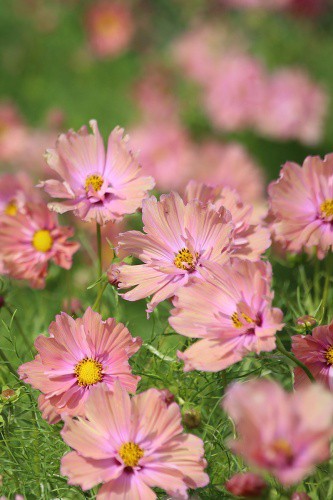 Космея Иллюзия 10шт. цветной пакет Поиск