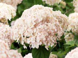 Гортензия древовидная Кандибелле Маршмеллоу, P12, без упаковки в контейнере Colorline