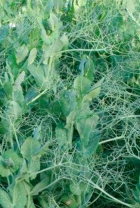 Горох посевной Софья 0,5кг Гавриш