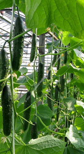 Огурец Мельница F1 10шт. цветной пакет Манул