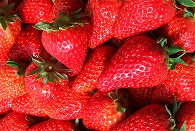 Земляника ранняя Альба 24шт.