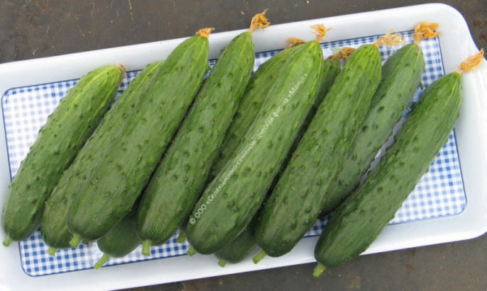 Огурец Мельница F1 10шт. цветной пакет Манул