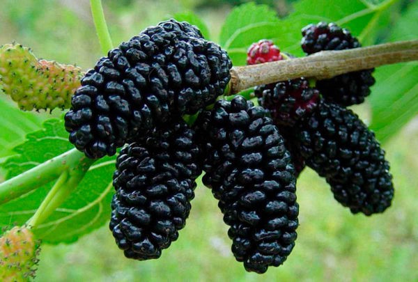 Шелковица Черная Волжский Сад